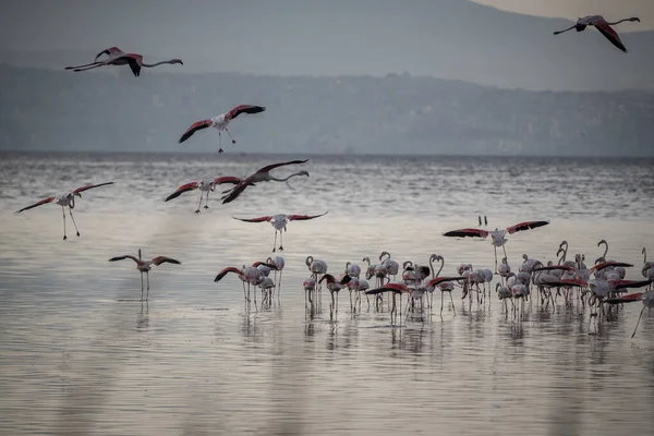 Pembe Büyük Kuşlar Büyük Flamingolar Phoenicopterus Ruber Suda Zmir Türkiye — Stok fotoğraf