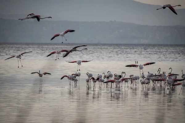 Pájaros Grandes Rosados Flamencos Mayores Phoenicopterus Ruber Agua Izmir Turquía —  Fotos de Stock