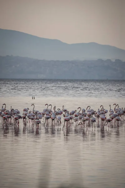 Pink Big Birds Greater Flamingos Phoenicopterus Ruber Water Izmir Turkey — Stock fotografie
