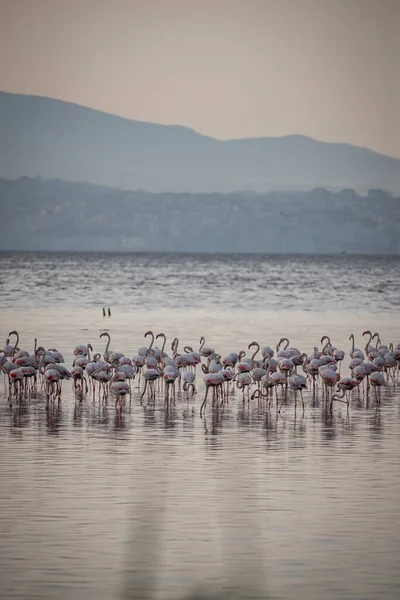 Pembe Büyük Kuşlar Büyük Flamingolar Phoenicopterus Ruber Suda Zmir Türkiye — Stok fotoğraf