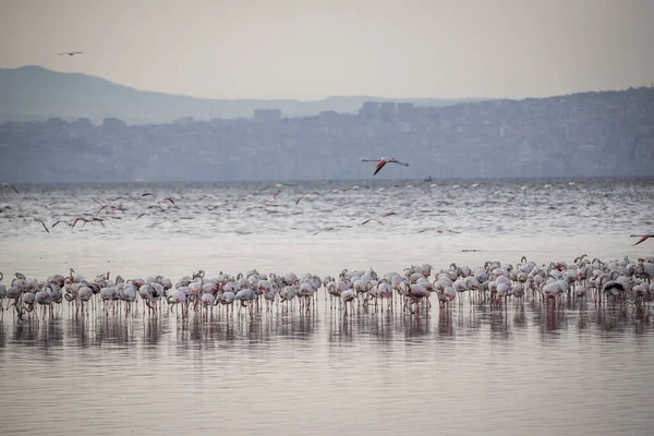 Pembe Büyük Kuşlar Büyük Flamingolar Phoenicopterus Ruber Suda Zmir Türkiye — Stok fotoğraf
