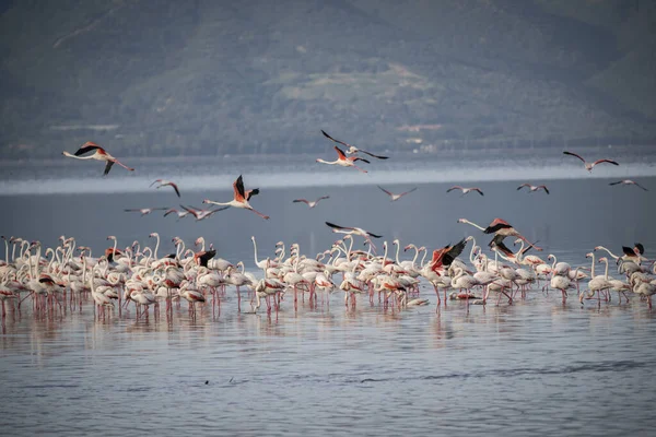 Piccioni Rosa Grandi Fenicotteri Phoenicopterus Ruber Acqua Izmir Turchia Fenicotteri — Foto Stock