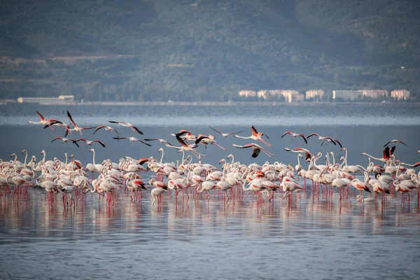 ピンクの大きな鳥大フラミンゴ フェニコテルスゴム 水の中で イズミル トルコ フラミンゴは羽を掃除する 自然の野生動物のシーン — ストック写真