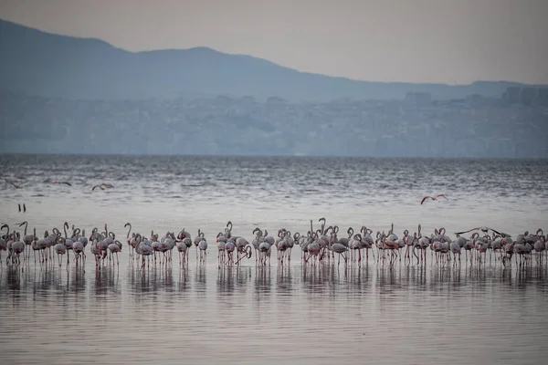 Pembe Büyük Kuşlar Büyük Flamingolar Phoenicopterus Ruber Suda Zmir Türkiye — Stok fotoğraf