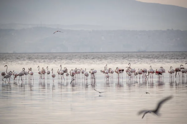 Pájaros Grandes Rosados Flamencos Mayores Phoenicopterus Ruber Agua Izmir Turquía —  Fotos de Stock