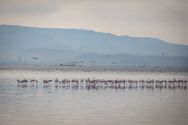 Pink Big Birds Greater Flamingos Phoenicopterus Ruber Water Izmir Turkey — Stock Photo, Image