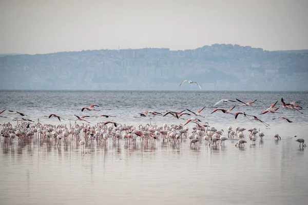 Pájaros Grandes Rosados Flamencos Mayores Phoenicopterus Ruber Agua Izmir Turquía —  Fotos de Stock