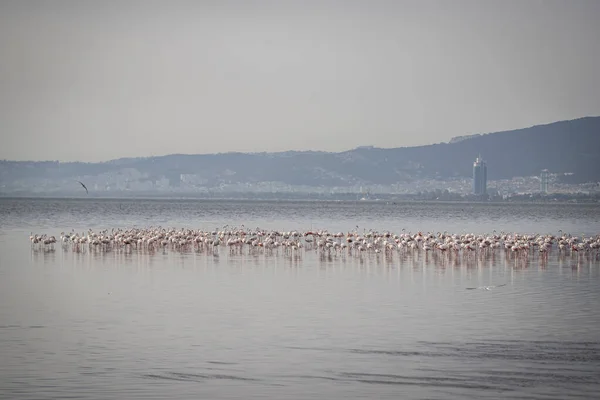 Pembe Büyük Kuşlar Büyük Flamingolar Phoenicopterus Ruber Suda Zmir Türkiye — Stok fotoğraf