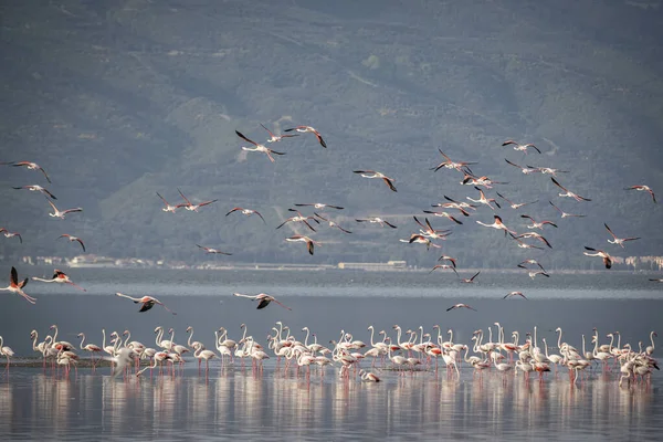 Piccioni Rosa Grandi Fenicotteri Phoenicopterus Ruber Acqua Izmir Turchia Fenicotteri — Foto Stock