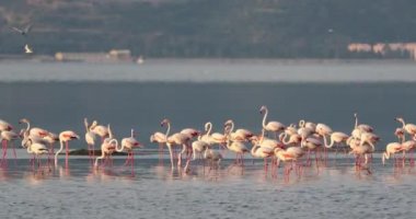 Güzel pembe flamingolar, 4K, Türkiye, İzmir..