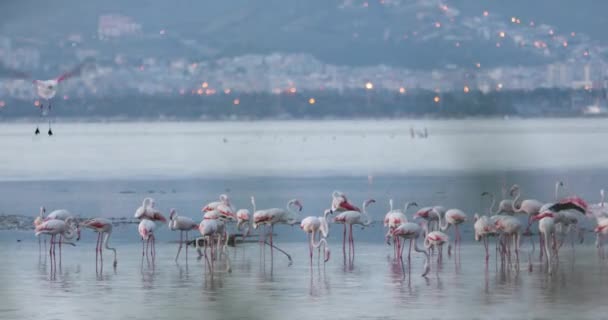 Vackra Rosa Flamingos Turkiet Izmir — Stockvideo