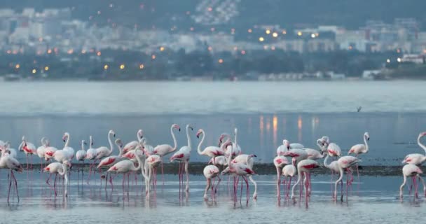 Vackra Rosa Flamingos Turkiet Izmir — Stockvideo