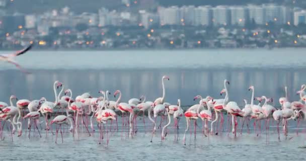 Schöne Rosa Flamingos Türkei Izmir — Stockvideo