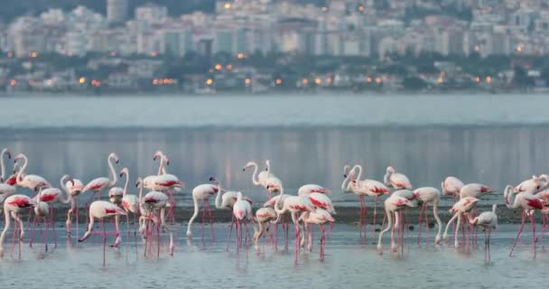 Vackra Rosa Flamingos Turkiet Izmir — Stockvideo