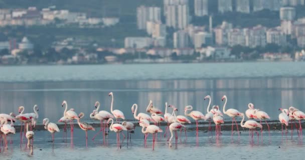 Krásní Růžoví Plameňáci Turecko Izmir — Stock video