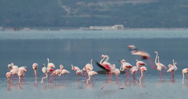 Belos Flamingos Cor Rosa Turquia Izmir — Vídeo de Stock