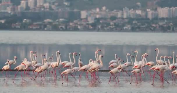 Vackra Rosa Flamingos Turkiet Izmir — Stockvideo