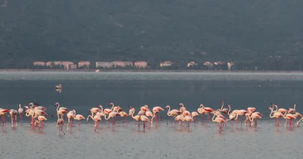 Güzel Pembe Flamingolar Türkiye Zmir — Stok video