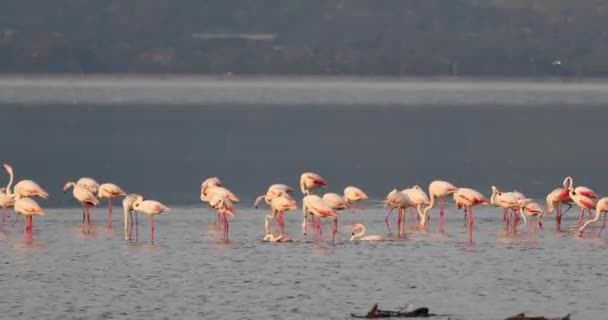 Όμορφα Ροζ Φλαμίνγκο Τουρκία Σμύρνη — Αρχείο Βίντεο