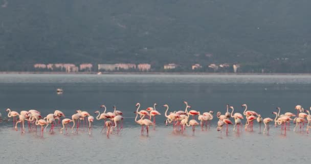 Belos Flamingos Cor Rosa Turquia Izmir — Vídeo de Stock