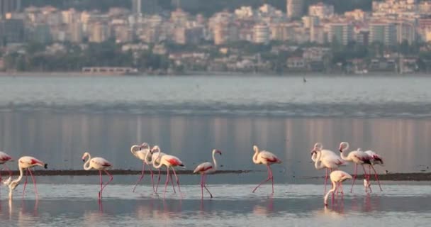 Vackra Rosa Flamingos Turkiet Izmir — Stockvideo