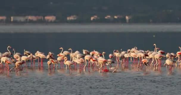 Güzel Pembe Flamingolar Türkiye Zmir — Stok video