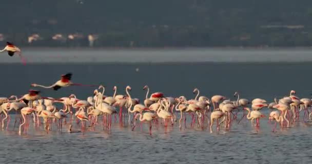 Розовые Фламинго Турция Измир — стоковое видео