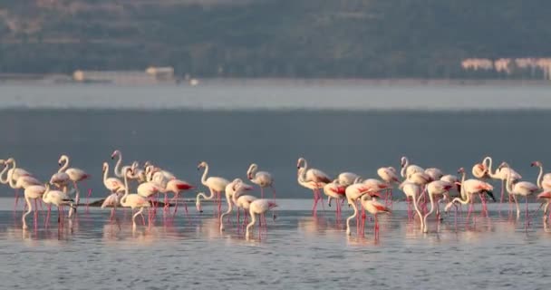 Vackra Rosa Flamingos Turkiet Izmir — Stockvideo