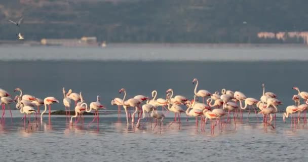 Vackra Rosa Flamingos Turkiet Izmir — Stockvideo