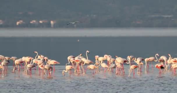 Vackra Rosa Flamingos Turkiet Izmir — Stockvideo