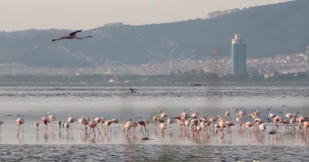 Schöne Rosa Flamingos Türkei Izmir — Stockvideo