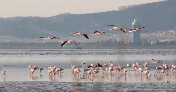Güzel Pembe Flamingolar Türkiye Zmir — Stok video