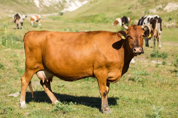 Vaca lechera marrón en un pasto de verano . — Foto de Stock