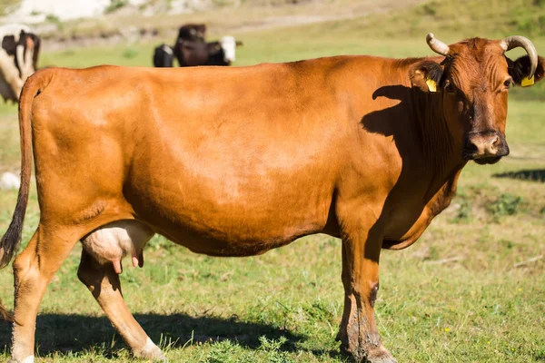 Коричневая корова на летнем пастбище . — стоковое фото