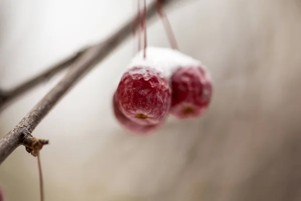 Snow-covered branch of wild apple tree with red fruits — Stock Photo, Image