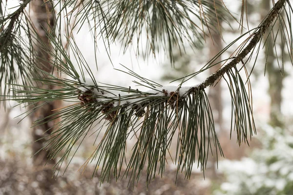 Snowy tree branch — Stock Photo, Image