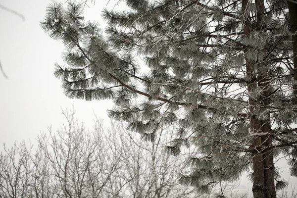 Pine branch in hoarfrost on a cold day. — Stock Photo, Image