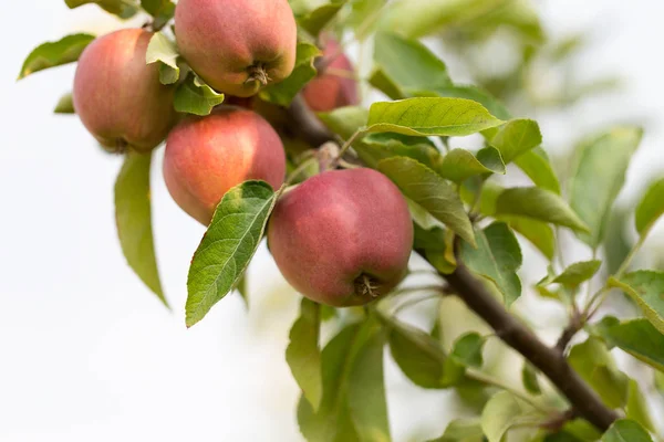 Red ripe apples on apple tree branch. — Stock Photo, Image