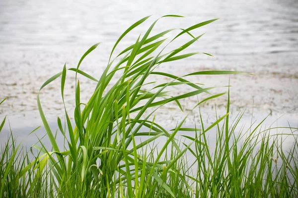 Reed verde fresco . — Fotografia de Stock