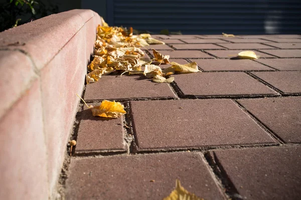 Foglie giallo autunno sul marciapiede . — Foto Stock