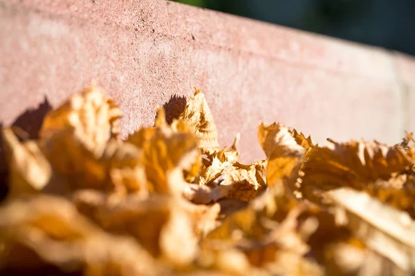 Val gele bladeren op de stoep. — Stockfoto