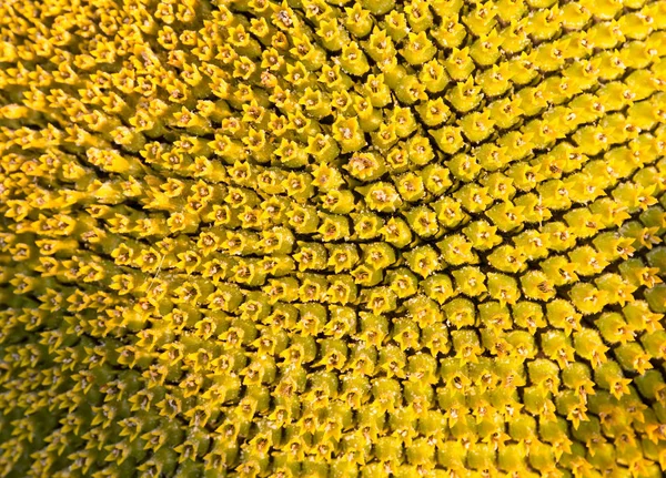 Cabeza de girasol primer plano con semillas verdes . — Foto de Stock