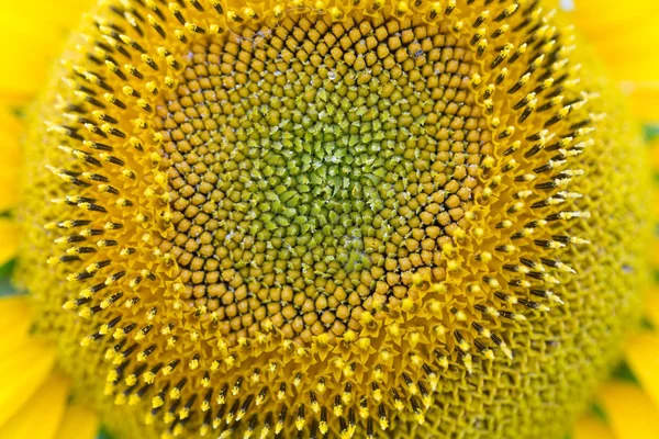 Cabeça de girassol closeup com sementes verdes . — Fotografia de Stock