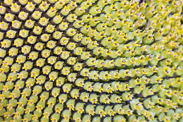 Cabeza de girasol primer plano con semillas verdes . —  Fotos de Stock