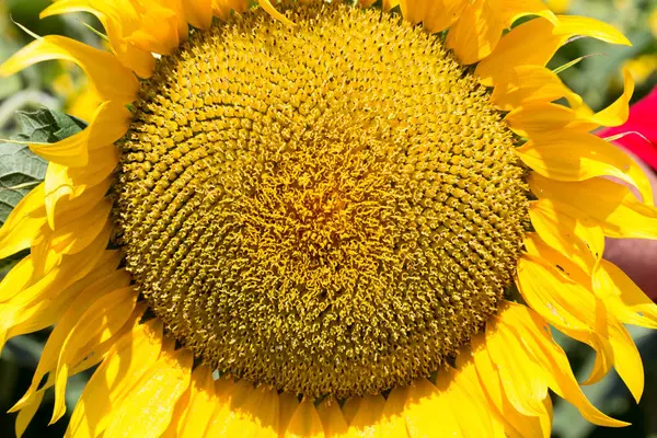 Capul de floarea-soarelui se închide cu semințe verzi . — Fotografie, imagine de stoc