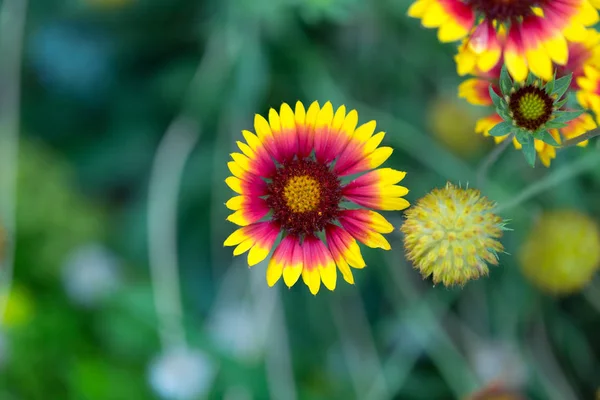 Beautiful blooming flowers. — Stock Photo, Image