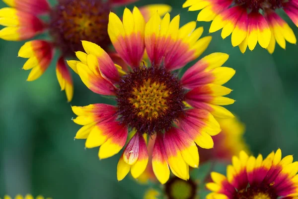 Beautiful blooming flowers. — Stock Photo, Image