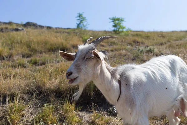 Drôle portrait de chèvre . — Photo