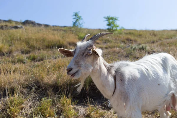 Drôle portrait de chèvre . — Photo