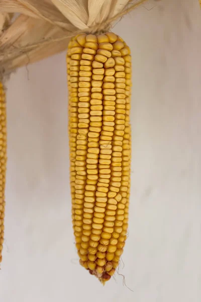 Dried corn closeup. — Stock Photo, Image